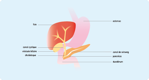 Schéma du foie qui joue un rôle central dans la régulation de la glycémie (taux de sucre dans le sang) et dont le dysfonctionnement peut être impliqué dans le développement et la gestion du diabète. 